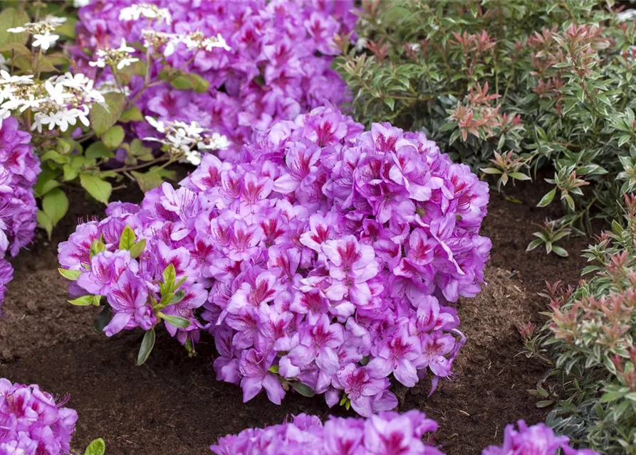 Rhododendron obtusum