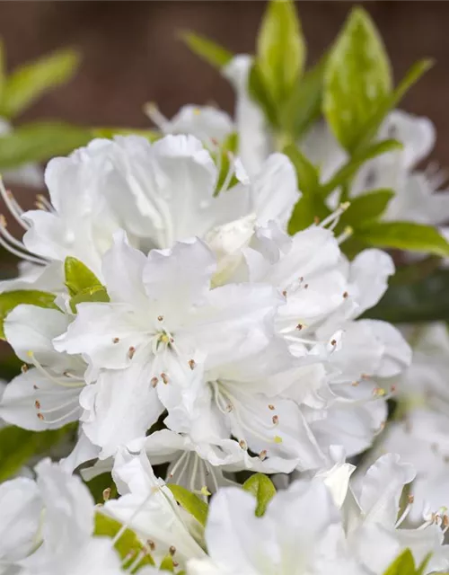 Rhododendron obtusum