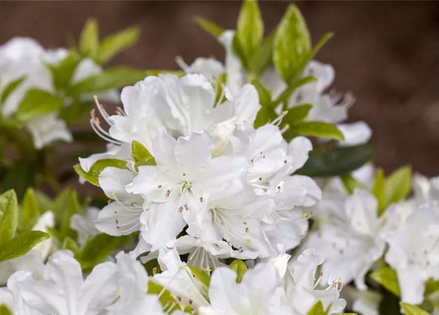 Rhododendron obtusum