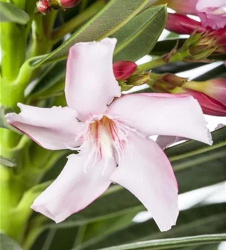 Nerium oleander