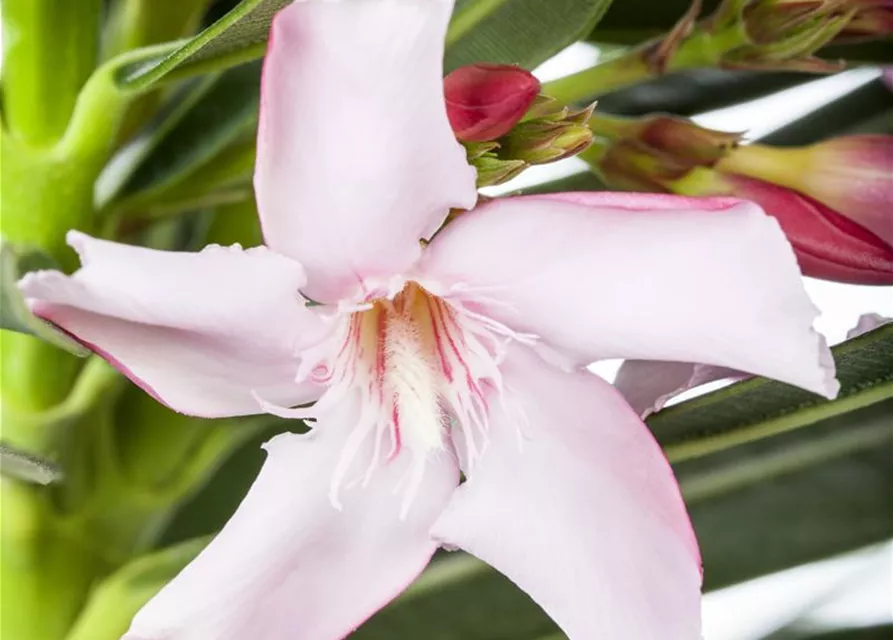 Nerium oleander