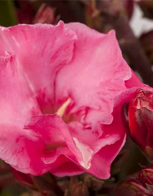 Nerium oleander