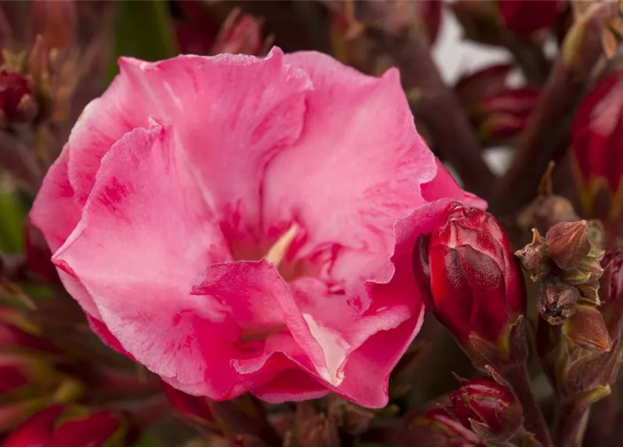 Nerium oleander