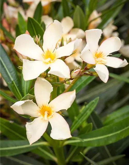 Nerium oleander