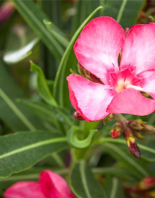 Nerium oleander