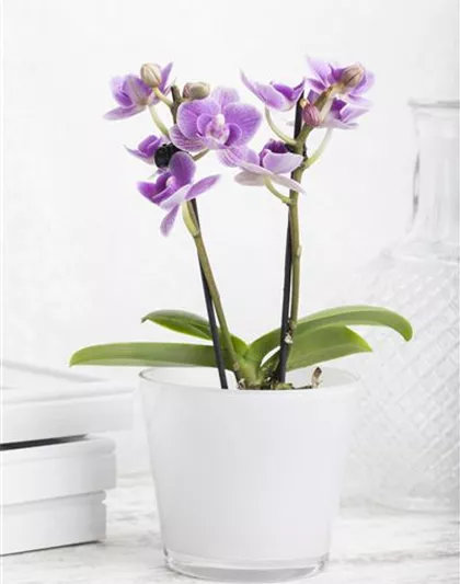 Phalaenopsis Mini