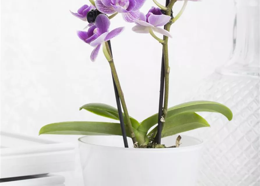 Phalaenopsis Mini