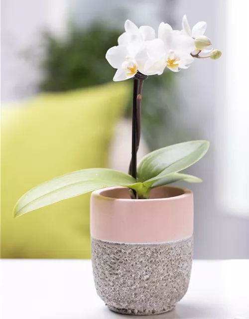 Phalaenopsis Mini