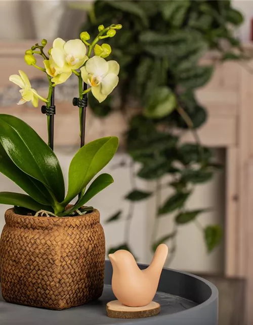 Phalaenopsis Mini