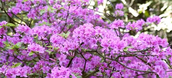 Rhododendron 'Praecox'