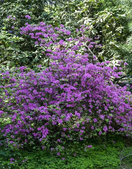 Rhododendron 'Praecox'