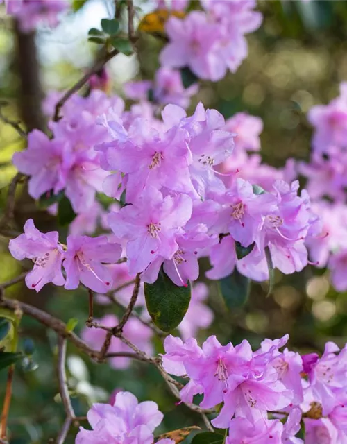 Rhododendron 'Praecox'