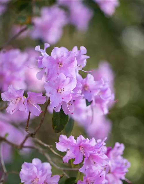 Rhododendron 'Praecox'