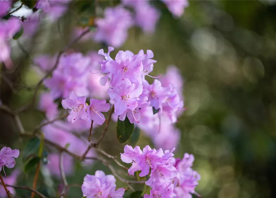 Rhododendron 'Praecox'