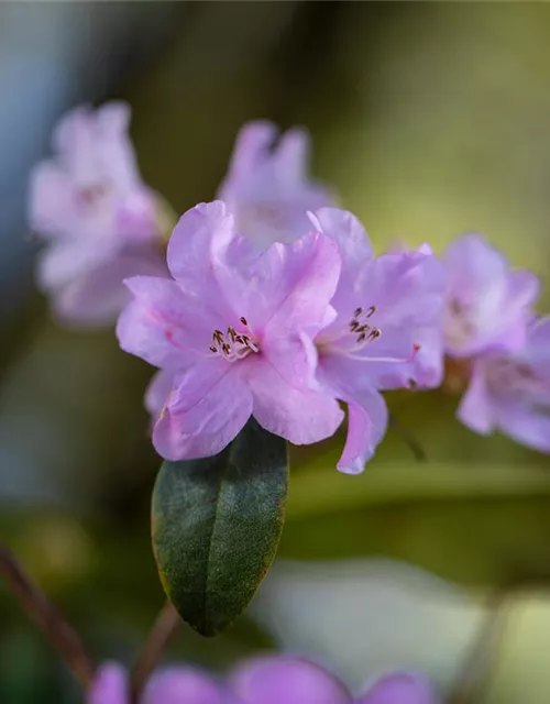 Rhododendron 'Praecox'