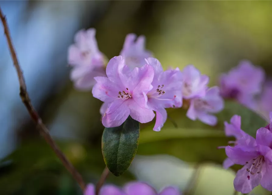 Rhododendron 'Praecox'