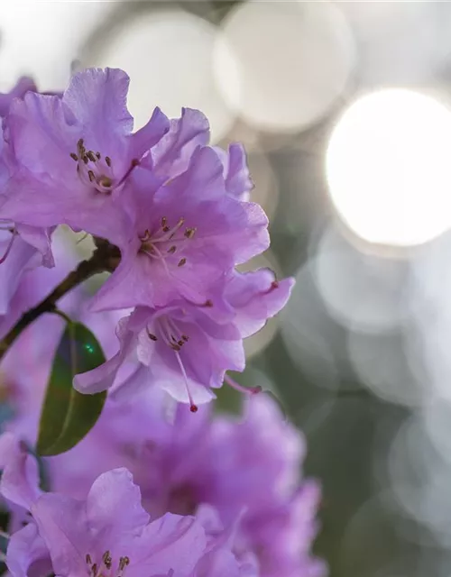 Rhododendron 'Praecox'