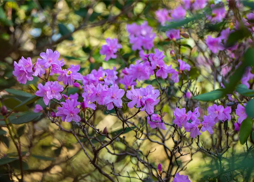 Rhododendron 'Praecox'