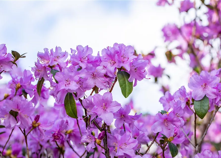 Rhododendron 'Praecox'