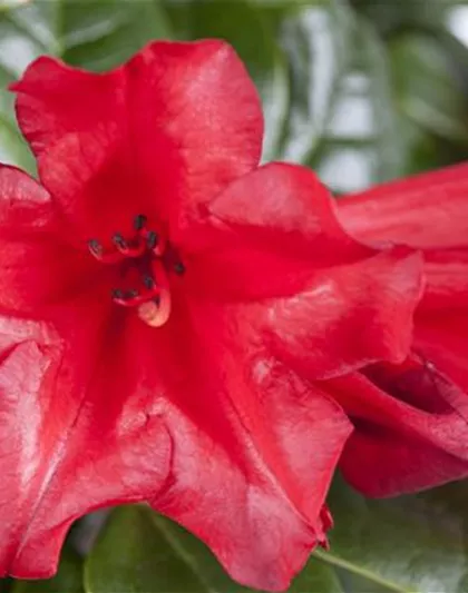 Rhododendron repens 'Scarlet Wonder'