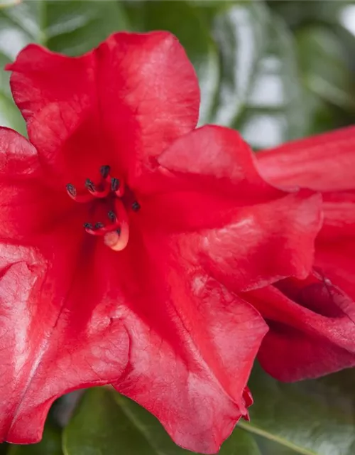 Rhododendron repens 'Scarlet Wonder'