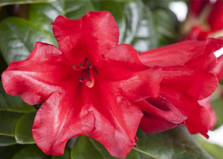 Rhododendron repens 'Scarlet Wonder'