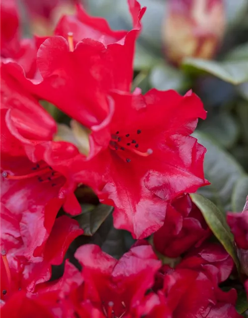 Rhododendron repens 'Scarlet Wonder'