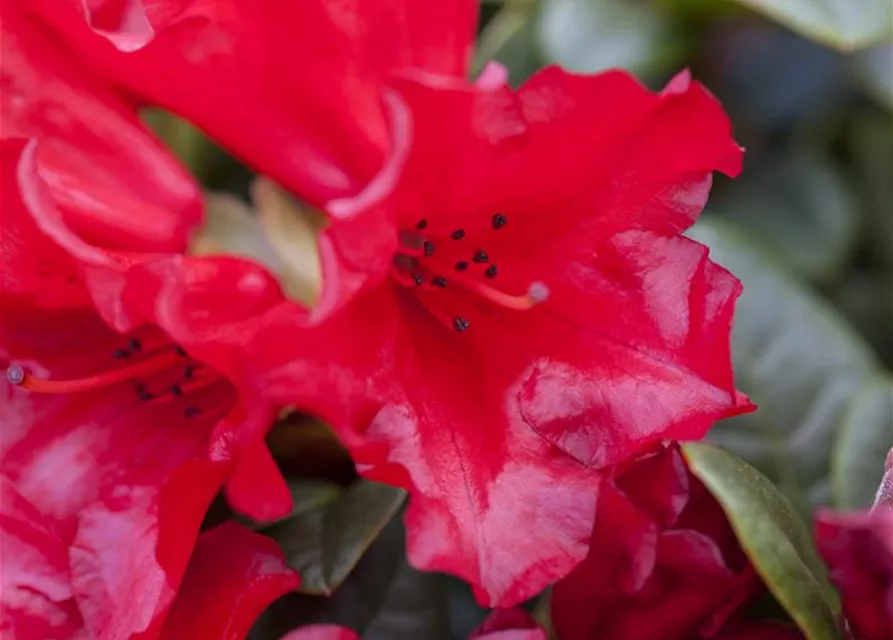 Rhododendron repens 'Scarlet Wonder'