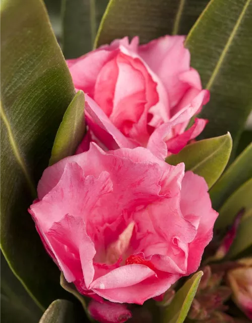 Nerium oleander, rosa