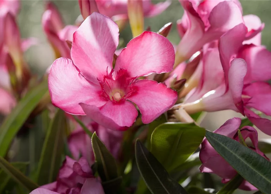 Nerium oleander, rosa