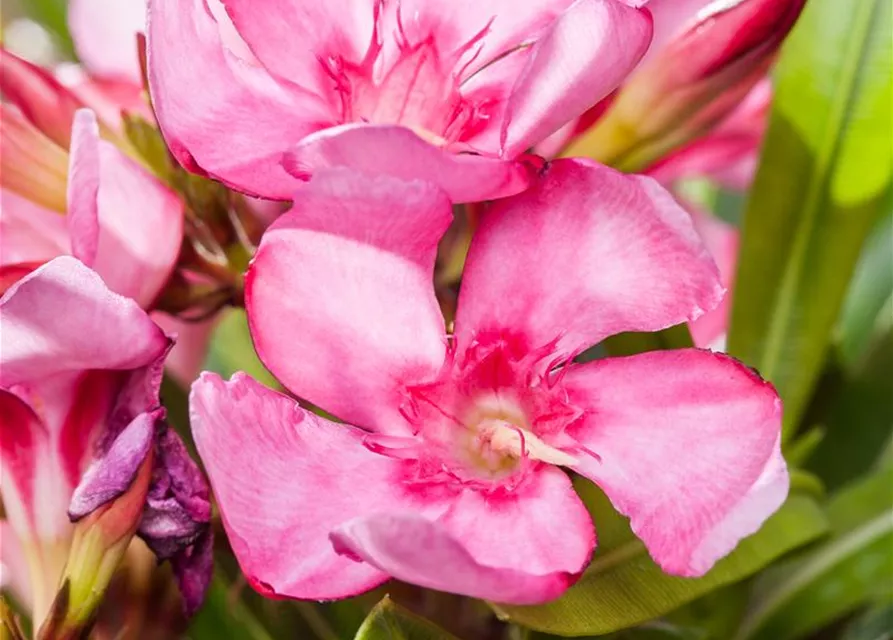 Nerium oleander, rosa