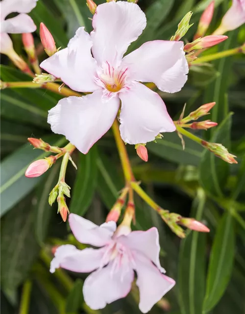 Nerium oleander, rosa