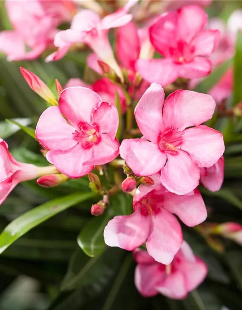 Nerium oleander, rosa