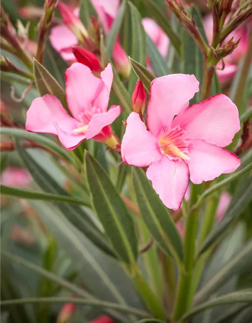 Nerium oleander, rosa