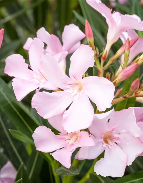 Nerium oleander, rosa