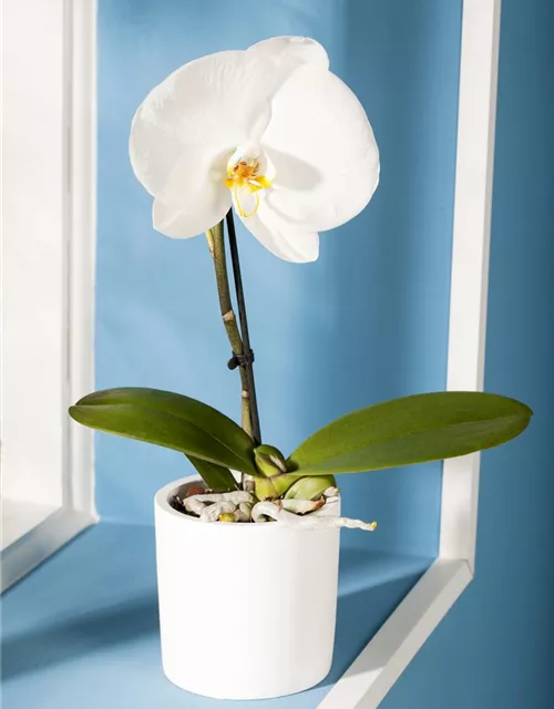 Phalaenopsis 'Singolo'®