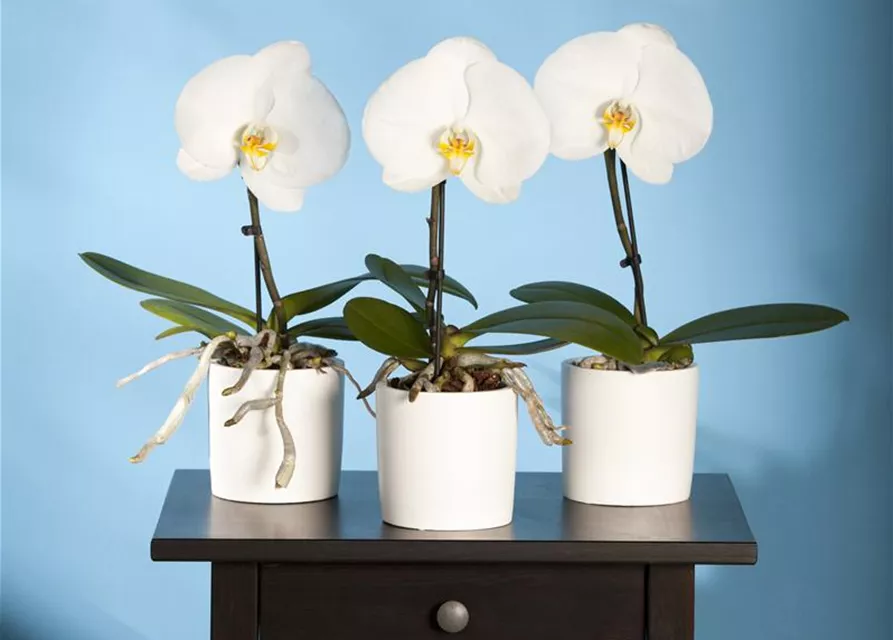 Phalaenopsis 'Singolo'®