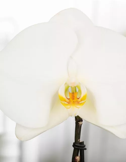 Phalaenopsis 'Singolo'®