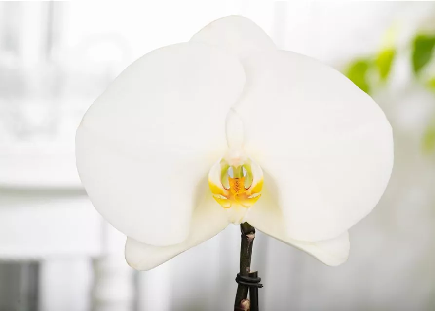 Phalaenopsis 'Singolo'®