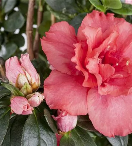 Rhododendron simsii