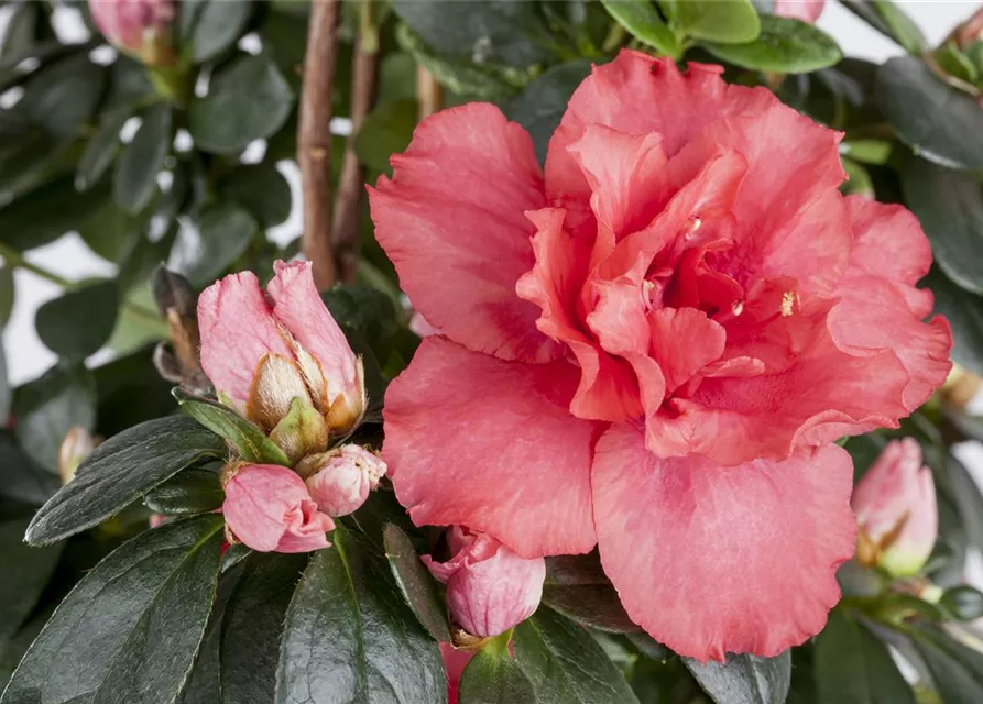 Rhododendron simsii