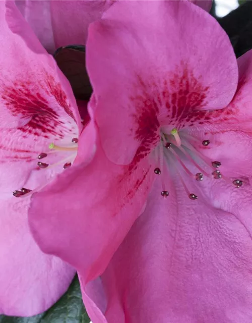 Rhododendron simsii