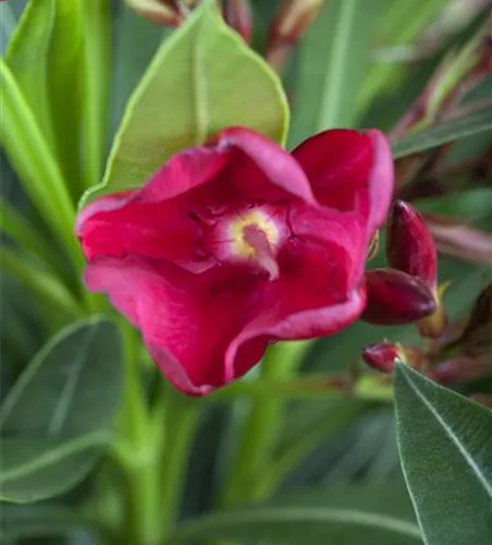 Nerium oleander, rot