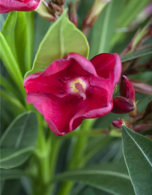 Nerium oleander, rot