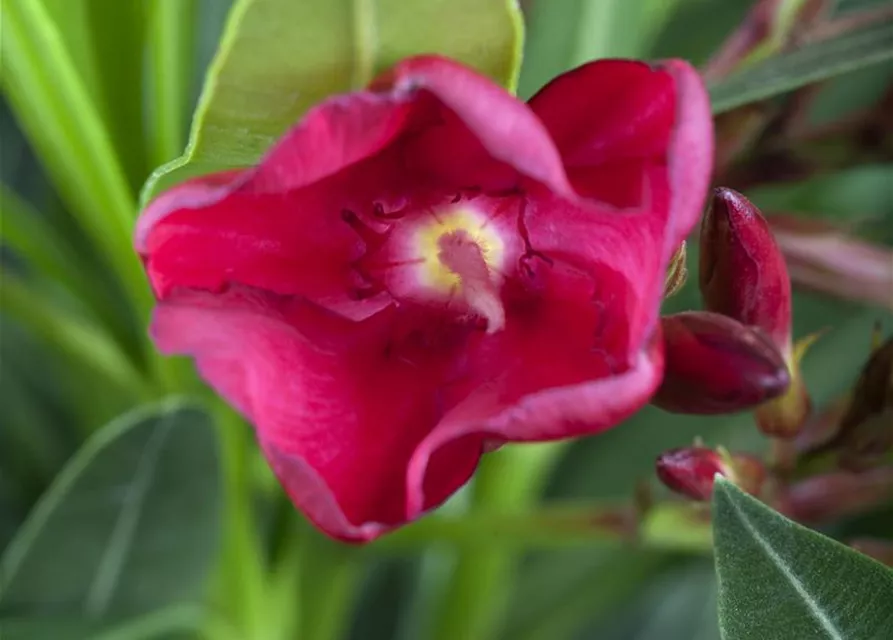 Nerium oleander, rot