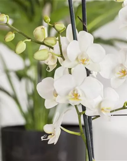 Phalaenopsis 'Tropic Snowball'