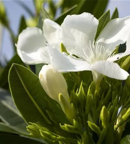 Nerium oleander, weiß