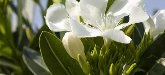 Nerium oleander, weiß