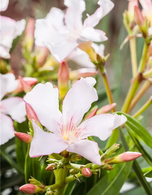 Nerium oleander, weiß