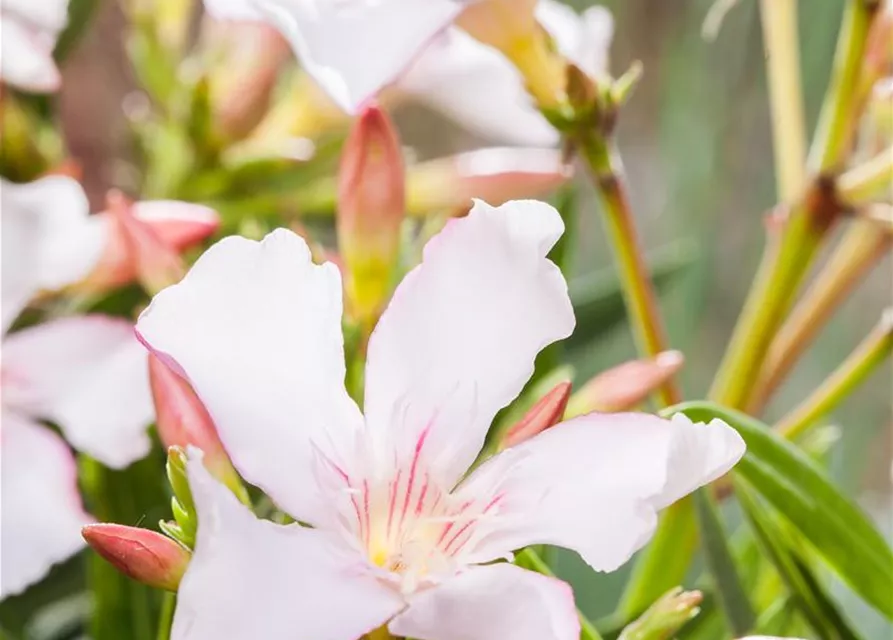 Nerium oleander, weiß